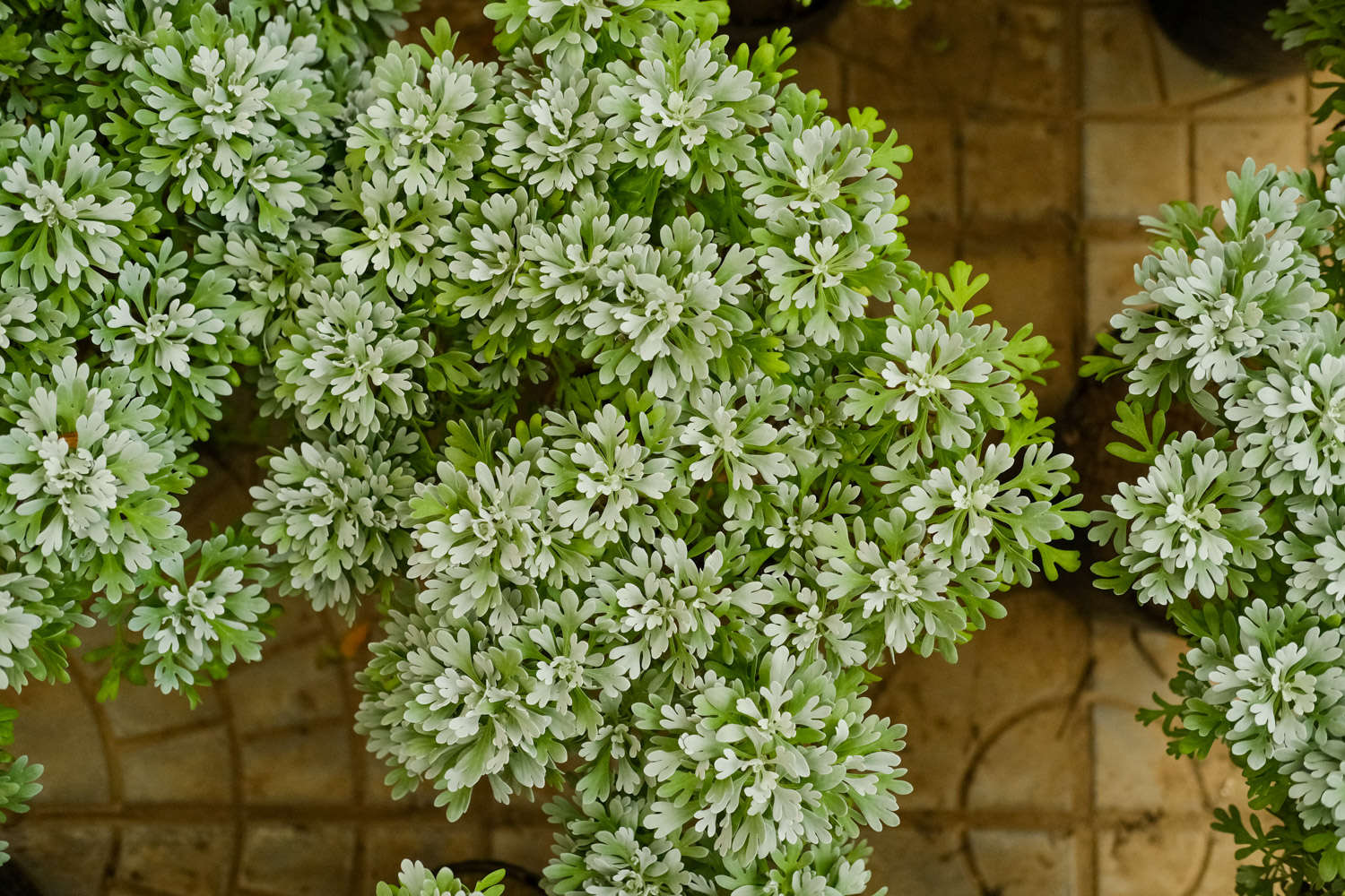 芙蓉菊怎么修剪，什么时候修剪