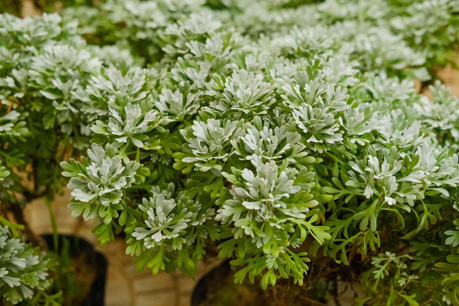 芙蓉菊的养殖方法和注意事项