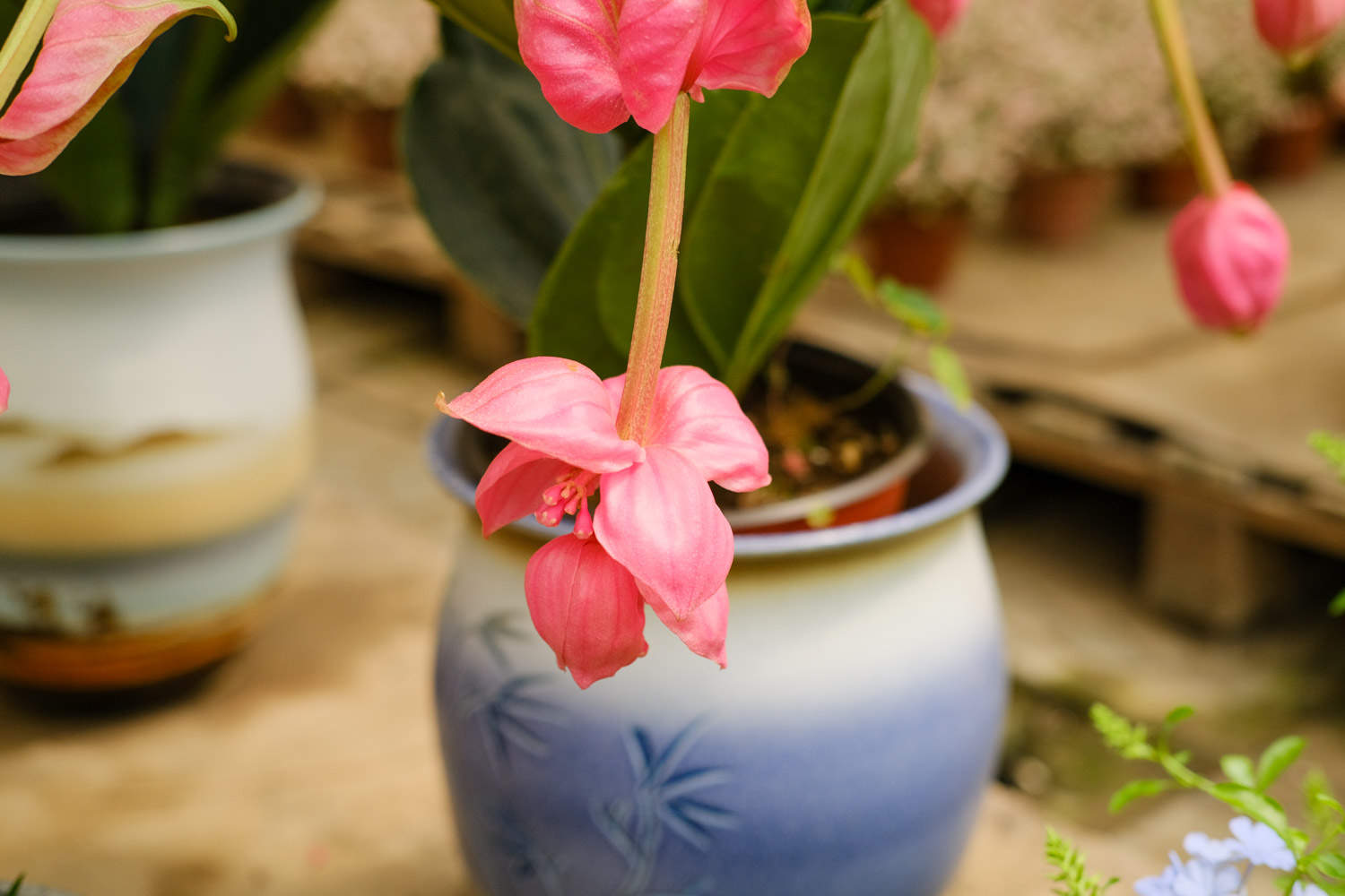 宝莲灯花的养护方法，花期有多长