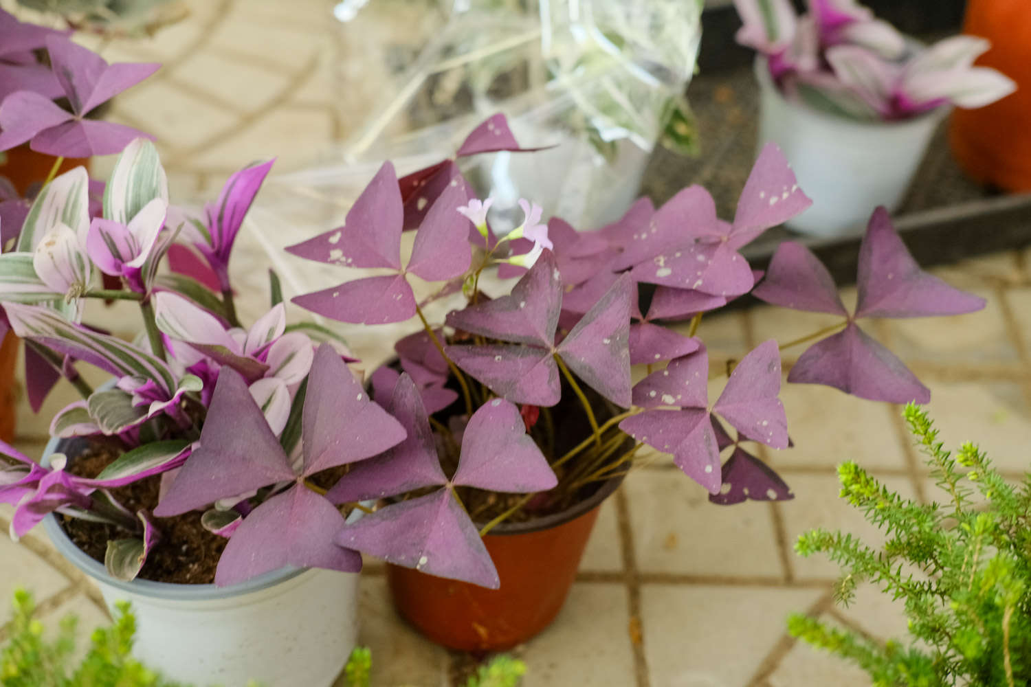 紫叶酢浆草种植方法,什么时候种好（紫叶酢浆草种植方法，什么时候种）