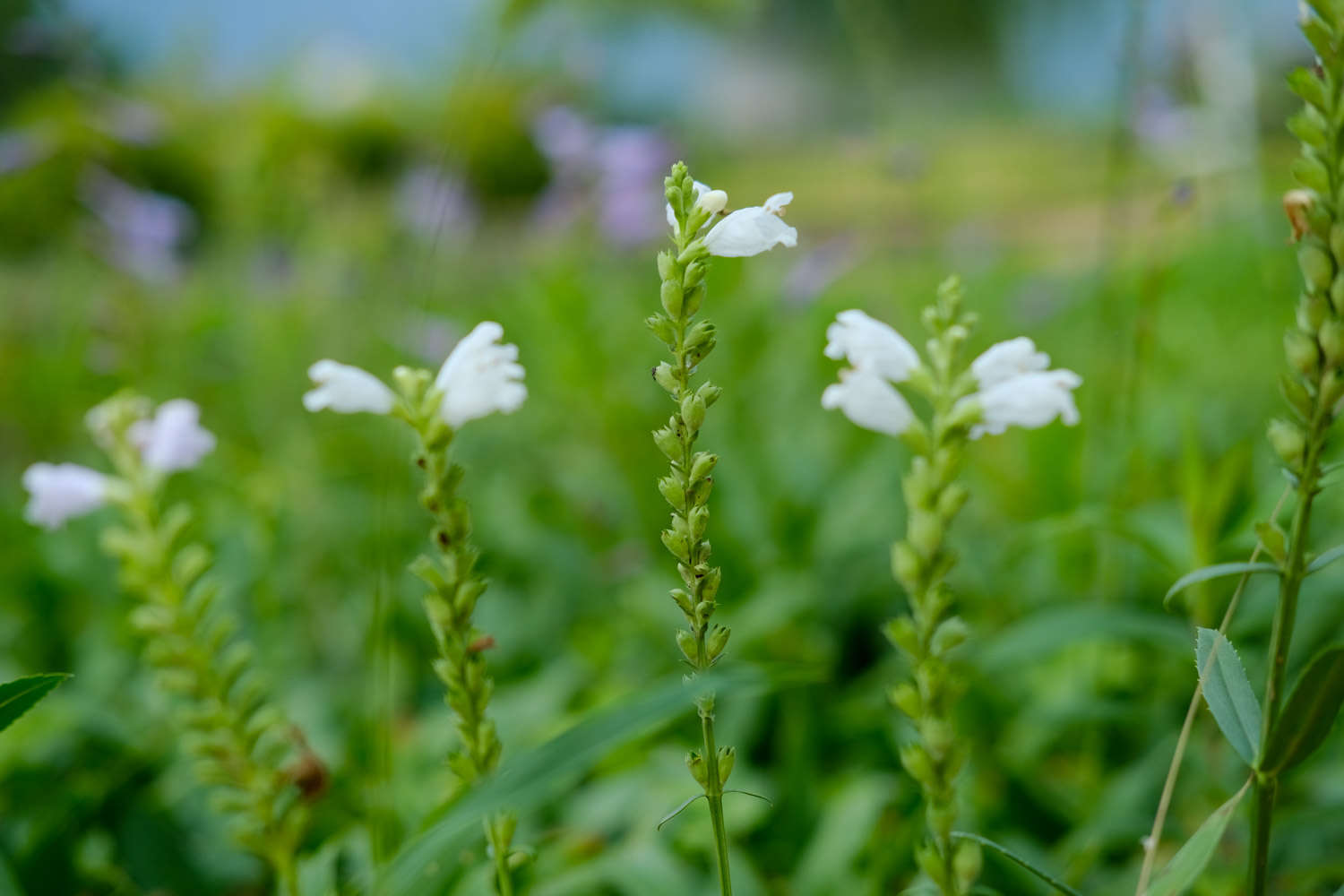 随意草