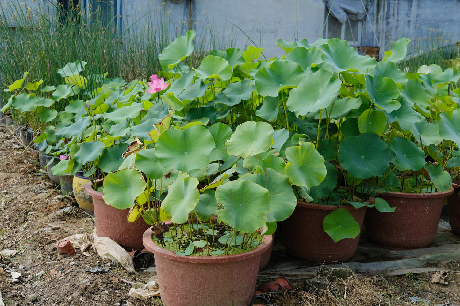 荷花怎么栽种，什么时候栽种