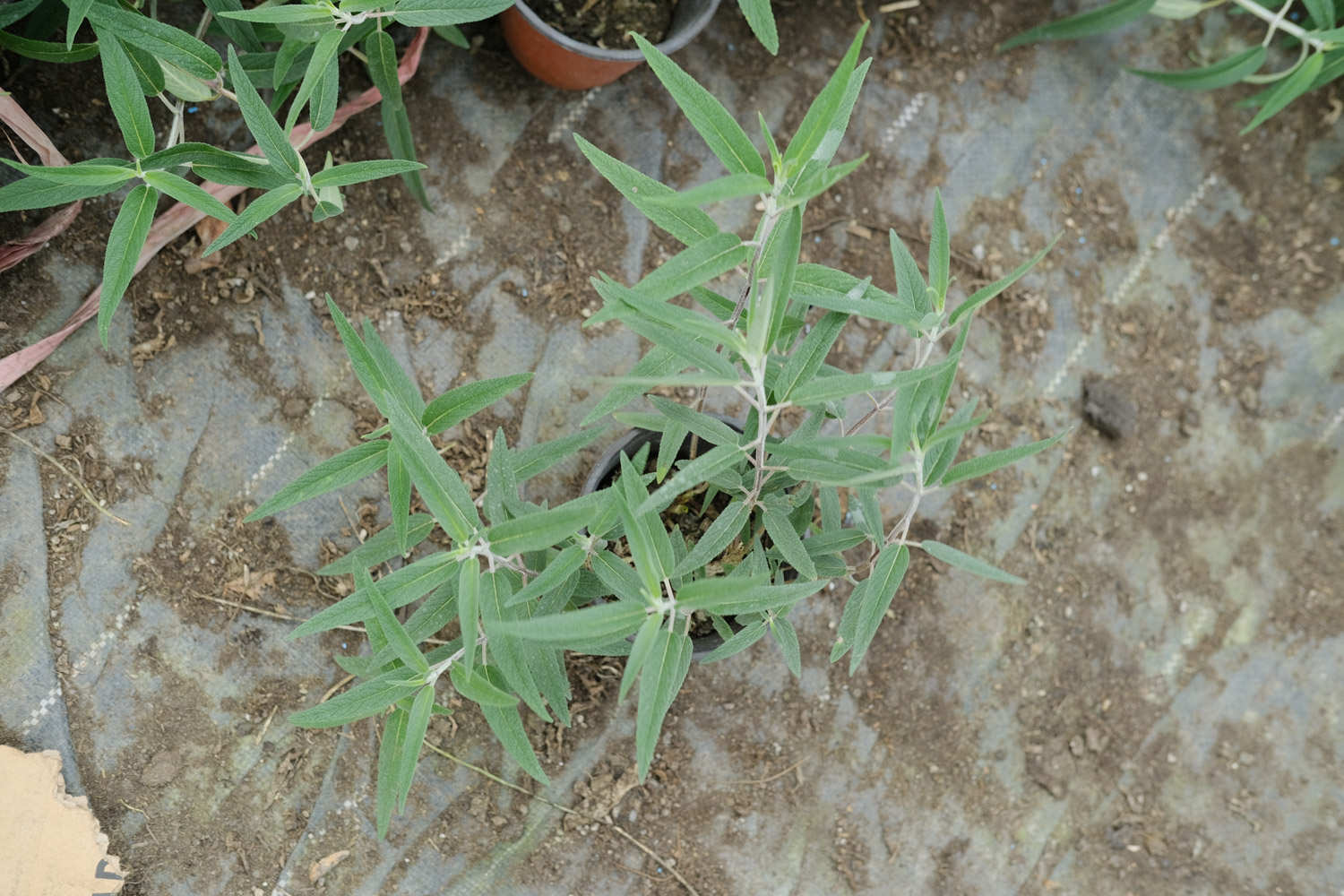 （千屈菜种植方法，什么时候播种）