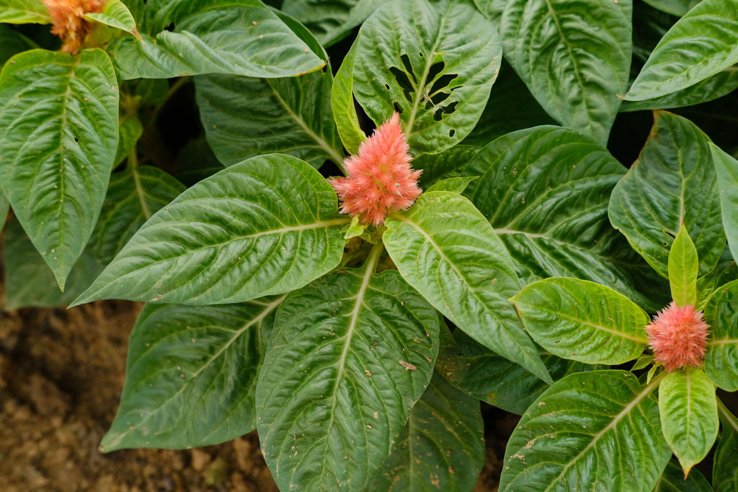 鸡冠花种植方法和时间