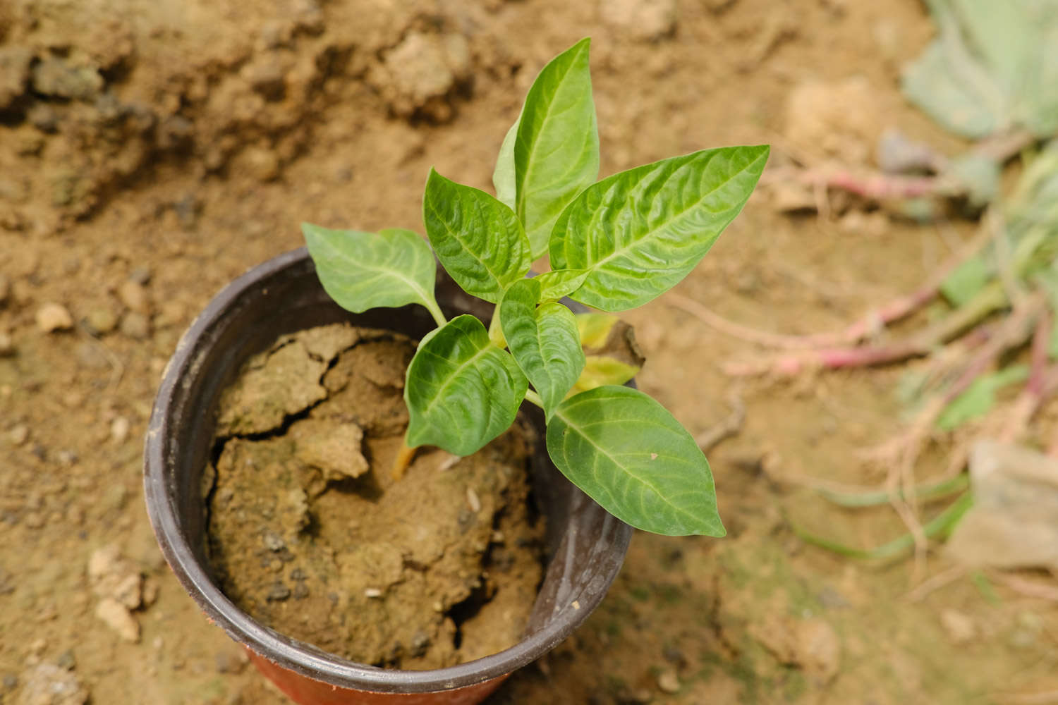 鸡冠花种植方法和时间