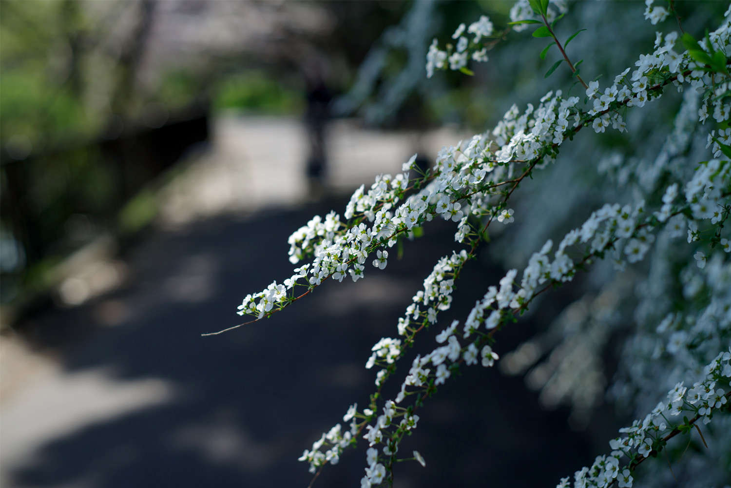 喷雪花的养殖方法和注意事项