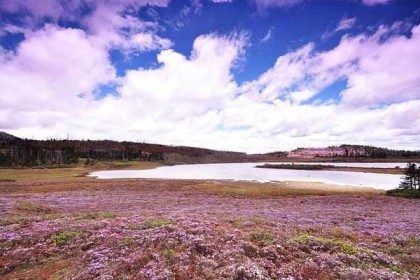 香格里拉杜鹃花海在哪?香格里拉什么地方看杜鹃花好？