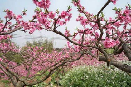 成都踏青赏花去哪好，成都踏青好去处有哪些地方？