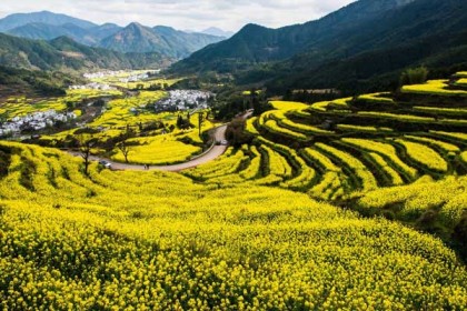 婺源看油菜花最佳地点是哪？婺源油菜花一般是几月份开？