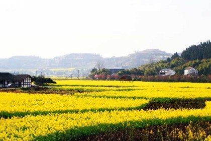 重庆看油菜花去哪里？重庆哪里有油菜花观赏？