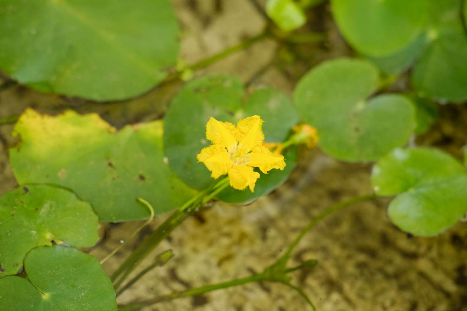 荇菜是什么，怎么养护